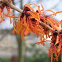 Hamamelis int. 'Orange Beauty' 80-100 cm 20L