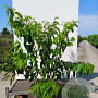 Heptacodium miconioides 175-200 cm 20L