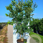 Heptacodium miconioides 200-250 cm cont. 110L