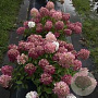 Hydrangea pan. Fire Light 80-100 cm 20L