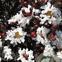 Lagerstroemia i. Pure White 100-125 cm 20L