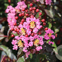 Lagerstroemia Rhapsody in Pink 125-150 cm 50L