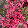 Leptospermum scop. 'Crimson Glory' 30-40 cm 3,0L