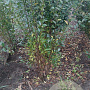 Ligustrum ovalifolium 175-200 cm met kluit struik