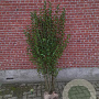 Ligustrum ovalifolium 150-175 cm met kluit struik 50