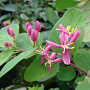 Lonicera tatar. 'Hack's Red' 150-175 cm 20L