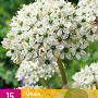 Allium nigrum 8-10 cm verpakt per 50