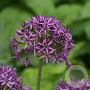 Allium 'Violet Beauty' 10-12 cm verpakt per 50