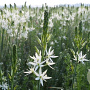 Camassia leichtlinii 'Sacajawea' 12-14 cm verpakt per 25