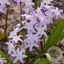 Chionodoxa forbesii 'Pink Giant' 5 cm verpakt per 100