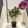 Magnolia 'Susan' 60-80 cm 10L meerstammig
