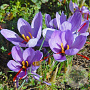 Crocus sativus verpakt per 100