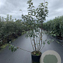 Malus 'Evereste' 125-150 cm 20L