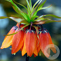 Fritillaria imperialis 'Rubra' 18-20 cm verpakt per 10