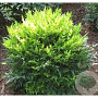 Nandina d. Magical Lemon & Lime 30-40 cm 20L