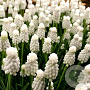 Muscari 'Casablanca' 5 cm verpakt per 100