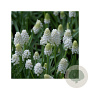Muscari 'White Magic' verpakt per 100
