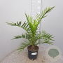 Phoenix canariensis 80 cm 3,0L