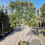 Photinia fraseri 'Red Robin' 90 cm stam container 12-14 Lei 130-120