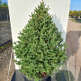 Picea a. 'Compacta' 175-200 cm cont. 80L