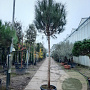 Pinus pinea 160 cm stam container 20-25