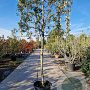 Quercus ilex 150 cm stam container 18-20