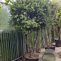 Quercus ilex 200-250 cm cont. 230L paraplu