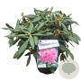 Rhododendron (Y) 'Kalinka' 30 cm 5,0L