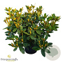 Rhododendron 'Red Jack' 70-80 cm 40L