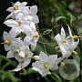 Solanum jasmin. 'Album' 200-250 cm 20L 3 stok