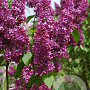 Syringa v. Ludwig Spaeth 80-100 cm met kluit