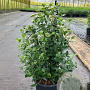 Viburnum tinus 80-100 cm 20L