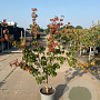 Cornus k. Heart Throb 125-150 cm 20L