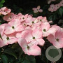 Cornus k. 'Rosemoore Pink' 150-175 cm 20L