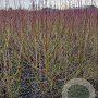 Cornus sanguinea 150-175 cm met kluit struik 50