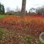 Cornus sang. 'Magic Flame' 125-150 cm 20L
