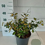Elaeagnus pungens 'Maculata' 30-40 cm 5,0L
