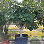 Ficus carica 70 cm container 60-80