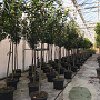 Prunus l. 'Novita' 14-16 cm 50L