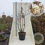 Prunus serrula 200-250 cm cont. 55L meerstammig