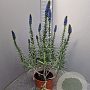 Echium candicans 100 cm 6L