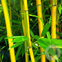 Phyllostachys aureos. 'Spectabilis' 400-450 cm cont. 70L