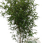 Phyllostachys bissetii 125-150 cm 10L