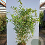 Phyllostachys bissetii 400-450 cm cont. 70L