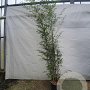 Phyllostachys nigra 250-300 cm 15L