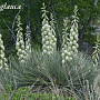 Yucca glauca 50-60 cm 35L