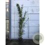 Semi-arundinaria  'Viridis' 80-110 cm  5,0L