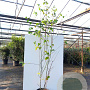 Acer capillipes 175-200 cm 35L