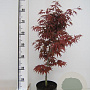 Acer pal. 'Bloodgood' 50-60 cm 3,0L