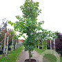 Acer rubrum 'October Glory' 200-250 cm container meerstammig extra